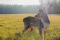 Beautiful sika deer, also known as free-range sika deer in the field. autumn forest in the background Royalty Free Stock Photo