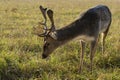 beautiful sika deer, also known as free-range sika deer in the field. autumn forest in the background Royalty Free Stock Photo