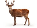 Beautiful sika deer Royalty Free Stock Photo