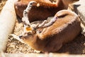 A beautiful Sika deer laying on the ground in a cold winter day. Royalty Free Stock Photo