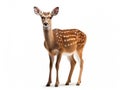 Ai Generated illustration Wildlife Concept of Beautiful sika deer Royalty Free Stock Photo