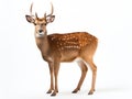 Ai Generated illustration Wildlife Concept of Beautiful sika deer