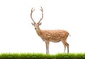 Beautiful sika deer Royalty Free Stock Photo