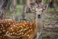 Beautiful sika deer in the summer forest Royalty Free Stock Photo