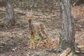 Beautiful sika deer in the summer forest