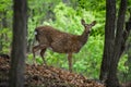 Beautiful sika deer in the summer forest Royalty Free Stock Photo