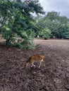 Beautiful sika deer in zoo.