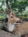 Beautiful sika deer in zoo.