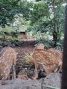 Beautiful sika deer in zoo.