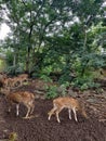 Beautiful sika deer in zoo.