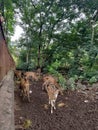 Beautiful sika deer in zoo.