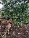 Beautiful sika deer in zoo.