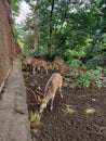 Beautiful sika deer in zoo.