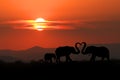 Beautiful Silhouette of African Elephants at Sunset Royalty Free Stock Photo