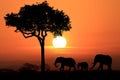 Beautiful Silhouette of African Elephants at Sunset Royalty Free Stock Photo