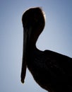 Beautiful silhouette of American pelican standing in portrait facing left