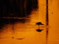 Beautiful silhouette of bird on golden surface