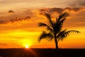 Beautiful Silhouette coconut palm tree on sky neary sea ocean beach at sunset or sunrise time for leisure travel and vacation Royalty Free Stock Photo