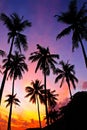 Beautiful silhouette coconut palm trees on the tropical beach at sunrise time in the early morning Royalty Free Stock Photo