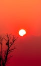 Beautiful silhouette dead tree and red sunset sky and clouds. Romantic and peaceful scene of big sun, and red sky at sunset time Royalty Free Stock Photo