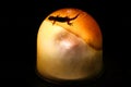 Beautiful silhouette of a gecko on a lamp - Borneo Malaysia Asia