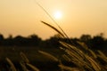 Beautiful silhouette of grass flower on sunset background. Selective focus Royalty Free Stock Photo