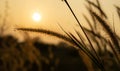 Beautiful silhouette of grass flower on sunset background. Selective focus Royalty Free Stock Photo