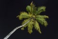 Silhouette of green palm tree leaves in black sky background at night of Zanzibar island, Tanzania, east Africa Royalty Free Stock Photo