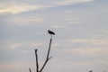 Silhouette of large bird on a branch