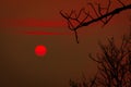 Beautiful silhouette leafless tree and red sunset sky. Romantic and peaceful scene of sun, and red sky at sunset time with beauty