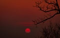 Beautiful silhouette leafless tree and red sunset sky. Romantic and peaceful scene of sun, and red sky at sunset time with beauty