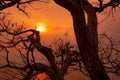 Beautiful silhouette leafless tree and sunset sky. Romantic and peaceful scene of sun, and golden sky at sunset time with beauty