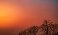 Beautiful silhouette leafless tree and sunset sky. Romantic and peaceful scene of sun, and red sky at sunset time with beauty