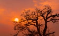 Beautiful silhouette leafless tree and sunset sky. Romantic and peaceful scene of sun, and red sky at sunset time with beauty Royalty Free Stock Photo