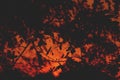 Silhouette leaves in sunset background