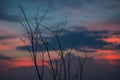 Beautiful silhouette of tree branches against the sky at sunset makes the sky is blue, orange Royalty Free Stock Photo