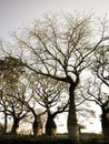 Beautiful silk floss trees at Juan Domingo Peron Park Paso de los libres, Argentina