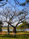 Beautiful silk floss trees at Juan Domingo Peron Park, Uruguay river in the background Paso de los libres, Argentina