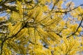Beautiful silk oak tree with yellow flowers Royalty Free Stock Photo
