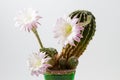 Beautiful silky pink blossoming cactus Royalty Free Stock Photo