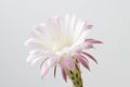 Beautiful silky pink blossoming cactus flower Royalty Free Stock Photo