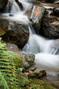 Beautiful silky soft river flowing in autumn scenery forest with green fern Royalty Free Stock Photo