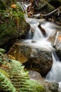 Beautiful silky soft river flowing in autumn scenery forest with green fern Royalty Free Stock Photo