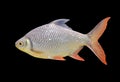 Beautiful Silver barb isolated over black background Royalty Free Stock Photo