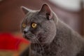 Beautiful silver British shorthair cat sitting Royalty Free Stock Photo