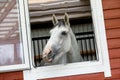 Beautiful silver color horse looking out of the stable window and smiling to us Royalty Free Stock Photo