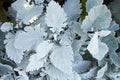 Beautiful Silver dust Cineraria maritima in the garden, autumn time, closeup.