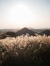 Beautiful Silver Grass or miscanthus sinensis of a Jeju island at Korea autumn