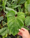 Beautiful silver and green leaf of Philodendron Mamei Royalty Free Stock Photo