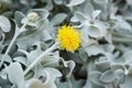 Beautiful silver leaves and yellow flowers of Centaurea cineraria Royalty Free Stock Photo